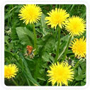 Dandelion