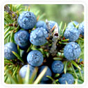 Juniper